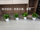 特價(jià)綠蘿盆栽室內(nèi)客廳辦公室吸甲醛凈化空氣水培植物綠植花卉好養(yǎng) 【特惠10盆】綠蘿+白色南瓜盆自吸水 整體含盆高度20-25cm 曬單實(shí)拍圖