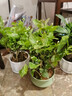 茉莉花盆栽帶花苞老樁花卉植物室內(nèi)梔子花九里香室外好養(yǎng)濃香綠植 精品A級茉莉花大盆+梅青瓷盆 曬單實拍圖