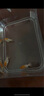 金魚（Jinyu）【精品高質(zhì)】蘭壽金魚淡水錦鯉觀賞魚國粹耐活好養(yǎng) 蘭壽3條4-5CM【可選顏色】 曬單實(shí)拍圖