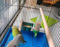 朗繽 鸚鵡活體鳥活物虎皮鸚鵡寵物活鳥玄鳳鸚鵡手養(yǎng)鳥會說話幼鳥幼崽 綠色虎皮+藍色虎皮（一公一母） 曬單實拍圖