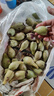 食用仙人掌果樹(shù)苗 仙人掌果苗盆栽水果苗野生仙人掌果苗陽(yáng)臺(tái)庭院 紅皮果 五年苗當(dāng)年結(jié)果多多 曬單實(shí)拍圖