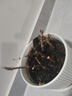 爬山虎樹苗爬藤植物庭院樓頂攀爬墻攀援綠植盆栽五葉地錦耐寒花卉 爬山虎2年苗10顆 曬單實拍圖