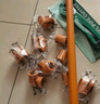 偉星 PPR水管 官方冷熱通用 20管25管家裝水管管材管件 4分6分熱熔管 （6分管）25mm*4.2mm PPR水管 1米 曬單實(shí)拍圖