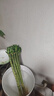 仟草集多頭粗桿龍竹帶根節節高富貴竹水培植物轉運竹荷花觀(guān)音竹水養竹子 45厘米-8支 曬單實(shí)拍圖