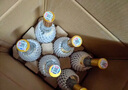 汾酒53度黃蓋玻汾  清香型白酒 高度口糧酒  泡酒 53度 475mL 6瓶 整箱裝非原箱 曬單實(shí)拍圖