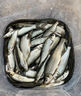 青尾鲴專(zhuān)用餌料濃腥香料野釣湖庫鲴魚(yú)鯽魚(yú)食單開(kāi)拉餌釣魚(yú)窩料小藥 單袋裝 曬單實(shí)拍圖
