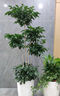 植物再生劑通用型幸福樹專用營養(yǎng)液肥料濃縮復(fù)活液水土培室內(nèi)盆栽 【基礎(chǔ)養(yǎng)護 初見成效】1盒裝 曬單實拍圖
