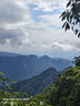 羅漢松大樹樹苗基地直銷雀舌盆景大型庭院綠植常青花卉造型大樹 羅漢松直徑2公分帶大土球 曬單實拍圖
