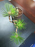 正宗短針黑松微型盆景造型四季常青客廳陽(yáng)臺(tái)綠植花卉盆栽懸崖盆景 已造型1棵3-4個(gè)頭 曬單實(shí)拍圖