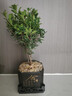 八芽小葉赤楠盆栽室內(nèi)桌面客廳好養(yǎng)花卉綠植凈化空氣四季常青盆景植物 小葉赤楠-舍得盆-方形密胺 帶盆栽好 曬單實(shí)拍圖