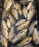 正品過江風(fēng)釣魚餌料自帶誘魚劑手竿釣餌野釣臺(tái)釣專用鯽鯉魚餌料 1袋【連桿不斷] 曬單實(shí)拍圖