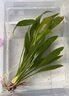 水草植物魚缸水草造景活凈水真草水榕草缸綠植陰性蜈蚣草魚草新手 大葉九送迷你九火山石【嘗鮮價】 曬單實拍圖