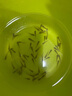 雜魚口糧小魚食品龍魚活體飼料魚苗麥穗魚喂烏龜喂六角放生 1-2厘米飼料魚50條送10%運損 曬單實拍圖