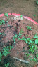 陽光玫瑰葡萄樹苗盆栽包成活果樹苗南北方種植葡萄苖當(dāng)年結(jié)果 陽光玫瑰苗【原盆原土】1顆裝 曬單實拍圖