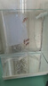 小丑魚(yú)海水魚(yú)觀(guān)賞魚(yú)人工公子尼莫耐活好養奧黑熊貓一公一母海缸 精選公子小丑2.5cm以上(兩對4條) 曬單實(shí)拍圖
