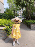 G.DUCKKIDS小黃鴨童裝女童連衣裙夏季薄款公主裙兒童裙子寶寶禮服飛袖花苞裙 黃 90 尺碼建議1~2歲cm 曬單實(shí)拍圖