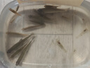 漁之源魚竿手竿溪流超短節(jié)便攜小物兒童漁竿鳑鲏微物小魚玩套裝 1.8m藍 曬單實拍圖