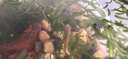 紅綠燈魚(yú)小型熱帶燈科魚(yú)活體草缸群游魚(yú)觀賞魚(yú)寶蓮燈斑馬魚(yú)孔雀魚(yú) 1.5cm長(zhǎng)尾櫻桃燈5條送1條備損 曬單實(shí)拍圖
