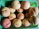 京地達無(wú)錫陽(yáng)山水蜜桃正宗凈重8斤單果250g+ 桃子應季現貨源頭直發(fā)包郵 曬單實(shí)拍圖
