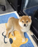 祥記萌奇純種柴犬幼犬活體秋田犬赤柴豆柴幼犬寵物狗狗活體雙血統(tǒng)小中型犬 血統(tǒng)級 曬單實拍圖