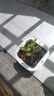 【新奇植物】捕蠅草超大苗食蟲草捕蚊草捕蟲草室內(nèi)盆栽食人花植物 美人齒大苗整株約5.5CM 原盆載好發(fā)貨 曬單實(shí)拍圖