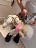 曇蓓漫狗包寵物背帶包外出狗狗背帶中小型犬背狗神器胸前背包貓咪攜帶包 多功能寵物外帶包 M碼（適合8-13斤寵物） 透氣舒適丨不悶毛皮 曬單實(shí)拍圖