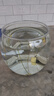 高清魚缸 生態(tài)缸桌面溪流缸迷你金魚缸小型水族箱養(yǎng)魚龜缸PET 超大號魚缸【超清8K高透/摔不碎/久用不糊】 曬單實拍圖
