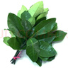 柚滿(mǎn)園新鮮柚子葉柚葉梅州套餐專(zhuān)用碌柚葉子晦氣去洗澡樹(shù)葉中高考跨火盆 200片柚葉（發(fā)順豐） 曬單實(shí)拍圖