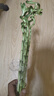 昊蘭諾水培花卉富貴竹綠植盆栽室內(nèi)盆栽植物水培荷花竹帶根 轉(zhuǎn)運(yùn)竹5支50高左右 不含盆 曬單實(shí)拍圖