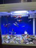 萌嘟星寵 魚缸擺件裝飾造景浮力球漂浮懸浮動態(tài)潛水員魔法小仙女 2件套 曬單實(shí)拍圖