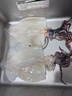 鯨甘郎魷魚鮮活冷凍新鮮超大魷魚尤魚生鮮整只船凍燒烤鐵板商用海鮮水產(chǎn) 【免處理】去皮去臟魷魚凈重3斤 曬單實(shí)拍圖