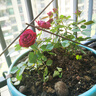【四季循環(huán)開花】帶花苞發(fā)貨玫瑰花苗盆栽室內(nèi)外陽臺好養(yǎng)花卉耐寒 紅色【一盆4-5棵帶花苞】[原盆原土] 曬單實拍圖