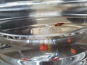 AIPHAROW黃金米奇魚紅米奇魚小型燈科魚紅綠燈淡水熱帶觀賞魚活體好養(yǎng)耐活 小米奇（2cm）10條 曬單實拍圖