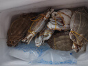梭子蟹鮮活特大野生舟山大螃蟹海鮮新鮮冷凍海蟹水產(chǎn)飛蟹白蟹順豐 3-4兩/只【全母梭子蟹10只裝】 曬單實(shí)拍圖