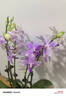 愛(ài)優(yōu)尚蝴蝶蘭帶花苞盆栽秋冬蘭花苗年宵花四季花卉植物白六室內(nèi)源頭直發(fā) 曬單實(shí)拍圖