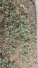 割完又長(zhǎng)紅圓葉莧菜種子大葉四季播大圓葉莧蔬菜籽陽(yáng)臺(tái)盆栽野菜籽 紅圓葉莧菜種子1包約3000粒+肥 曬單實(shí)拍圖