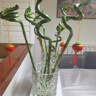 【帶根富貴竹轉運竹龍竹】招財水培植物客廳彎竹開(kāi)運竹子盆栽花卉 60-65cm轉運竹--8支 送4燈籠 曬單實(shí)拍圖