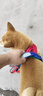 KimPets狗狗牽引繩胸背帶柯基柴犬遛狗繩中小型犬可調(diào)節(jié)背心式狗背帶M 曬單實(shí)拍圖