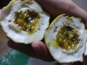 果益壽廣西欽蜜9號(hào)黃金百香果 新鮮水果白香果醬原漿整箱 30個(gè)裝 嘗鮮果【單果30g以下】 曬單實(shí)拍圖