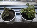 幼兒園植物小盆栽含羞草盆栽室內(nèi)趣味花卉四季害羞草陽臺植物學(xué)校 10cm左右含羞草X2【原土原盆】+肥料 含盆 曬單實(shí)拍圖