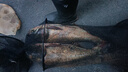 西部風(fēng)老壇維它米野釣鯉魚(yú)鯽魚(yú)底窩料釣魚(yú)打窩酒米老壇維它米800g 紅蟲(chóng)味紅碎米800克 曬單實(shí)拍圖