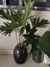春羽綠植盆栽 室內(nèi)客廳花卉水養(yǎng)水培好養(yǎng)辦公室綠蘿春雨水培植物 水培春雨+灰色亞克力花瓶（整體高度50-60cm） 曬單實(shí)拍圖