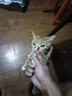 京樂狳金蟬知了猴20-100只蟬蛹爬叉猴新鮮猴子鮮活爬蚱速凍爬拉猴 50只 曬單實(shí)拍圖