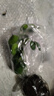 特價(jià)懶人水培綠植九里香綠蘿文竹室內(nèi)易養(yǎng)凈化空氣花卉盆栽 九里香5顆【不含盆】土培水培皆可10-15cm 曬單實(shí)拍圖