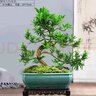 詩(shī)甲雀舌羅漢松真柏老樁盆景四季常青好養(yǎng)植物送禮盆景耐寒室內(nèi)外盆栽 雀舌羅漢松+天青冰裂長(zhǎng)盆+底座 曬單實(shí)拍圖