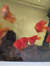 魚(yú)缸清洗神器魚(yú)缸水質(zhì)凈化劑魚(yú)缸凈水劑50年不換水去綠去黃水神器 買(mǎi)二贈(zèng)一【魚(yú)缸一滴清】三瓶裝 曬單實(shí)拍圖