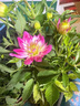 鮮枚小麗花重瓣花苗盆栽帶花苞室內外四季開(kāi)花大麗花植物鮮花綠植花卉重瓣大麗花【花期帶花】好苗小麗花苗丨帶土發(fā)貨 曬單實(shí)拍圖