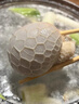 牧溪春 內(nèi)蒙肚包肉1斤羊肉腸1斤 冷凍灌腸燉煮鹵肉生鮮食材 曬單實拍圖
