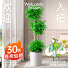 植男植女幸福樹造型綠寶盆栽真綠植客廳室內大型綠植辦公喬遷新居源頭直發(fā) 曬單實拍圖