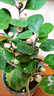小盼小葉菩提樹盆栽帶果植物室內(nèi)辦公室好養(yǎng)活禪意客廳綠植微盆景 特級大菩提40果左右+旭日盆+底座 帶盆栽好 曬單實拍圖